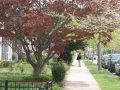 chevychase_0028_IMG_2033